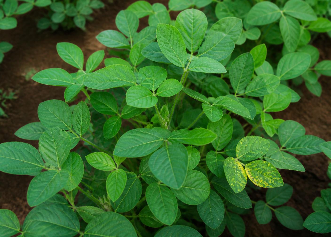 Crop canopy with a visibly stressed leaf area for computer-vision assessment